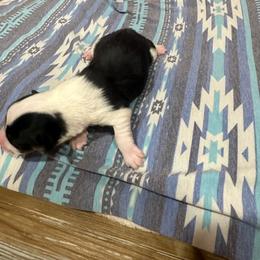 Brahma - Black and tan male Pembroke Welsh Corgi puppy in Huntington, Texas from Flower Hill Farm