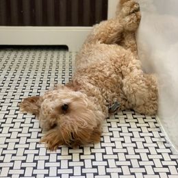 Goldendoodle All Grown Up from Esmé Doodles