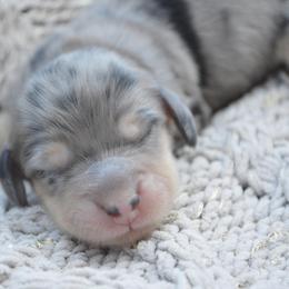 Dachshund Puppies from Dreamheart Dachshunds