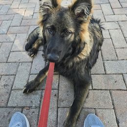 German Shepherd and Golden Retriever Puppies from Lace's High Flying German Shepherds And Golden Retrievers