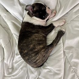 Boston Terrier Puppies from Bonze Boston Terriers