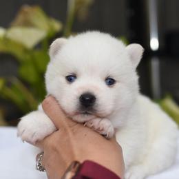 Flora - White female Pomsky puppy in Coos Bay, Oregon from Ocean View Pomskies