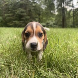 Aster - Black tan and white male Beagle puppy in St. Cloud, Minnesota from Beagle Blessings