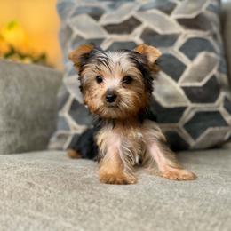 Charlie - Black and tan male Yorkshire Terrier puppy in Cleveland, Tennessee from Kings Perfect Paws Yorkies