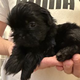 Girl 2 - female Shih Tzu puppy in Ellicott City, Maryland from Dr. Dmitriy Kurenbin PURE SHIH TZU Puppies