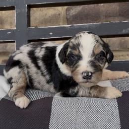 Cosmo - Blue merle male Aussiedoodle puppy in Cartersville, Georgia from Simply Blessed Doodles