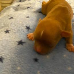 Wyatt - Chocolate male Chihuahua puppy in Red Bluff, California from Aye Chihuahua