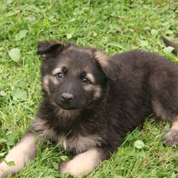 Shiloh Shepherd Puppies from Solace Shilohs