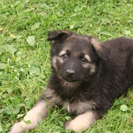 Shiloh Shepherd Puppies from Solace Shilohs