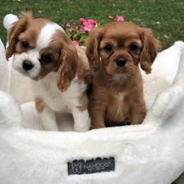 Cavalier King Charles Spaniel Puppies from Cavalier Kisses
