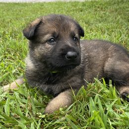 Girl 2 - Sable German Shepherd puppy in Franklin, Vermont from Vom Kiefernhaus