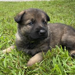 Girl 2 - Sable German Shepherd puppy in Franklin, Vermont from Vom Kiefernhaus