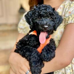 Boy 3 - Black male Goldendoodle puppy in Frederick, Maryland from Loving Doodles