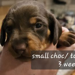 Standard Girl-Mary - Chocolate and tan female Dachshund puppy in La Pine, Oregon from Lil Deschutes