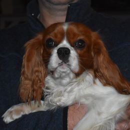 Milton - Cavalier King Charles Spaniel