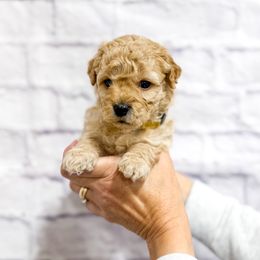 Snickerdoodle - Apricot female Goldendoodle puppy in Jackson, Tennessee from Doodlebug Farms