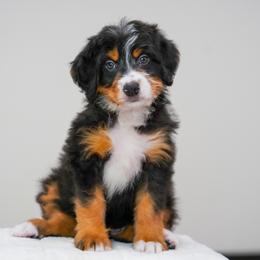 Stiorra - Tri-color female Bernedoodle puppy in Dundee, Ohio from Down Home Doodle