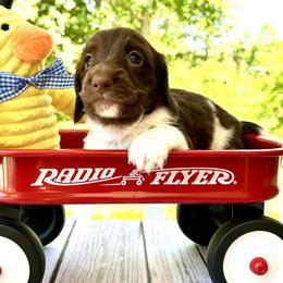 Huckleberry AKC - Piebald male Dachshund puppy in Hendersonville, North Carolina from Snarky Doxy Miniature Dachshunds