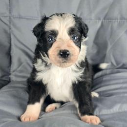 Nessie - Black and white female Border Collie puppy in Chicora, Pennsylvania from Riverwood