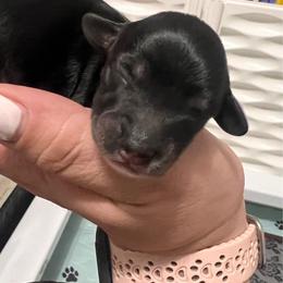 Onyx - Black male Dachshund puppy in Miami, Florida from Maitime Dachshund
