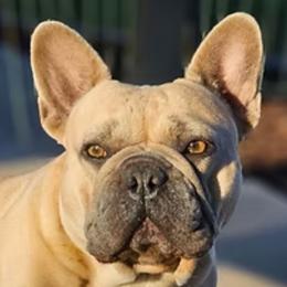 Brooklyn - French Bulldog