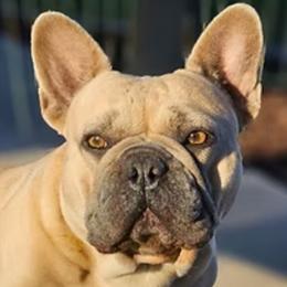 Brooklyn - French Bulldog
