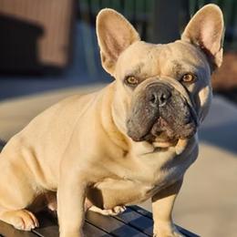 Brooklyn - French Bulldog