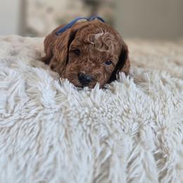 Donald - Red  male Goldendoodle puppy in Newdale, Idaho from Canyon Creek Puppies