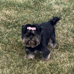 Yorkshire Terriers from Oasis' Yorkshire Terriers