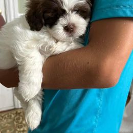 Shihpoo and Shih Tzu Puppies from Lilli’s Shih tzus and Shih poos