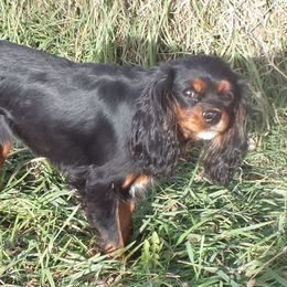 Tuffy - Cavalier King Charles Spaniel