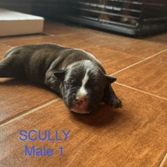 1 - Brindle and white male Staffordshire Bull Terrier puppy in Longview, Texas from PWH Farms