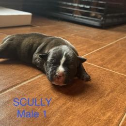 1 - Brindle and white male Staffordshire Bull Terrier puppy in Longview, Texas from PWH Farms