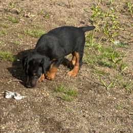 Girl 1 - Black female Jagdterrier puppy in Monroe, Oregon from Oregon Jagdterrier