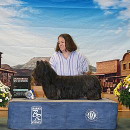 Vinny - Skye Terrier