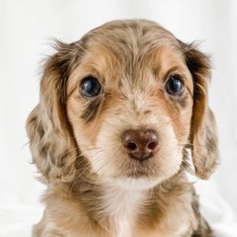 Dachshund, Great Dane, and Yorkshire Terrier Puppies from WZ Kennels
