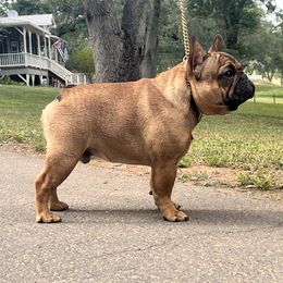 Smalls - French Bulldog
