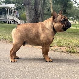 Smalls - French Bulldog