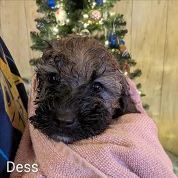 Dess - Black and tan female Cockapoo puppy in Sunset, Louisiana from Cano Cockapoos