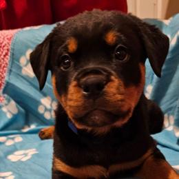 Blue collar female - Black and rust female Rottweiler puppy in Aspers, Pennsylvania from Vom Uberlegenen Rottweilers