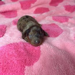 Helen - Dapple female Dachshund puppy in Lake City, Florida from My Ditzy Doxies of Florida