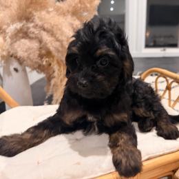 Cherry cola - Phantom female Bernedoodle puppy in North Royalton, Ohio from Johnson's Doodles