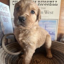 Green - Golden male Golden Retriever puppy in Leadore, Idaho from Gunsight Goldens