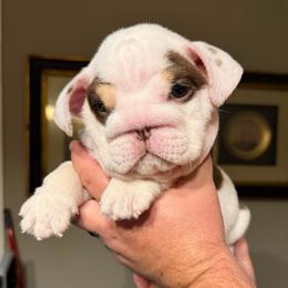 Wasabi - Chocolate tri-color male Bulldog puppy in Fort Oglethorpe, Georgia from Jhuntfrenchies