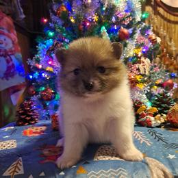 BELLA-Girl 2 - Tri-colored female Pomeranian puppy in Lore City, Ohio from Tonia's Pomeranians