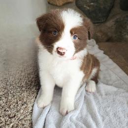 Stream - White and red male Border Collie puppy in Cedar Springs, Michigan from Lyncroft Border Collies