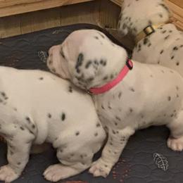 Squeegee / Girl 2 (pink collar) - Dalmatian puppy from Nancy's Dalmatians