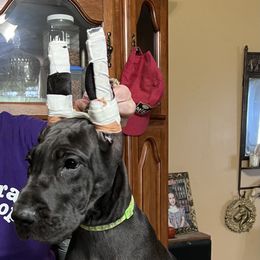 Great Dane Puppies from Hladik Great Danes