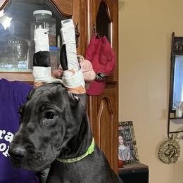 Great Dane Puppies from Hladik Great Danes