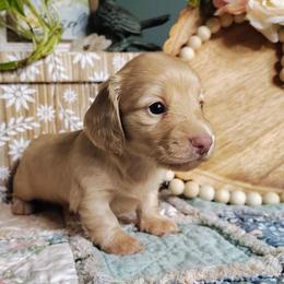 Cassie - Cream female Dachshund puppy in Thomaston, Georgia from UGG Ranch